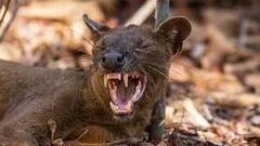 Weder Katze noch Hund: Was ist das für ein Tier – und wie hat es Madagaskar erobert?