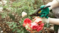 Das Geheimnis einer üppigen Blüte: Experten erklären, wie Sie Rosen im Spätwinter richtig schneiden