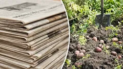 Zeit zur Vorbereitung: So nutzen Sie alte Zeitungen im Garten und auf dem Grundstück – sie sind nützlich