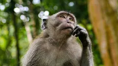 Wie zerstört KI das Denken der Menschen? Eine interessante Antwort von Wissenschaftlern