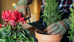 5 Zimmerpflanzen, die sogar ohne Giessen blühen: eine Auswahl für Faule