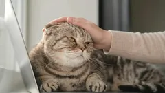 Wie du dich richtig bei deiner Katze entschuldigst: von Zoologen bestätigte Tipps