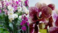 So bringen Sie Orchideen und Usambaraveilchen das ganze Jahr über zum Blühen: Das Rezept für den besten Dünger