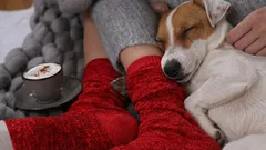 Warum sich Hunde gern aufs Bein ihres Halters setzen: Die Antwort ist nicht so einfach