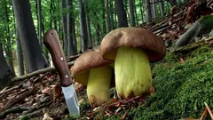 Seltener Schatz tief im Wald: Ein legendärer Pilz mit erstaunlichen Eigenschaften. Was macht ihn so einzigartig?