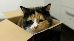 Woran Sie erkennen, dass Ihre Katze traurig ist: Experten nennen 6 Anzeichen