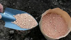 Tipps von Gärtnern: Dieses natürliche Pulver vertreibt Schädlinge und macht den Boden optimal